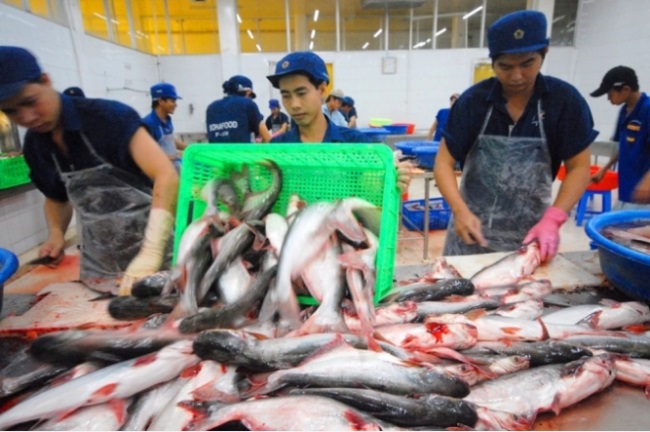 Cá tra có cơ hội ở các thị trường khác - 73