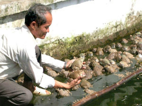 LÃI HÀNG CHỤC TRIỆU ĐỒNG MỖI NĂM TỪ NUÔI ẾCH - 58