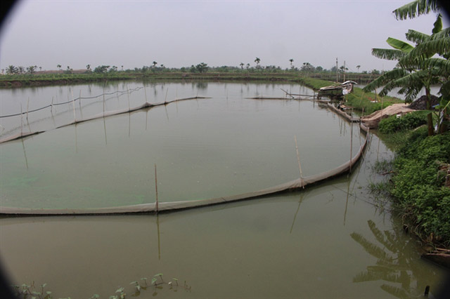 MỚI LẠ NUÔI CÁ TRẮM ĐEN NƯỚC LỢ, LÃI KHỦNG, KHÔNG LO ĐẦU RA - 58