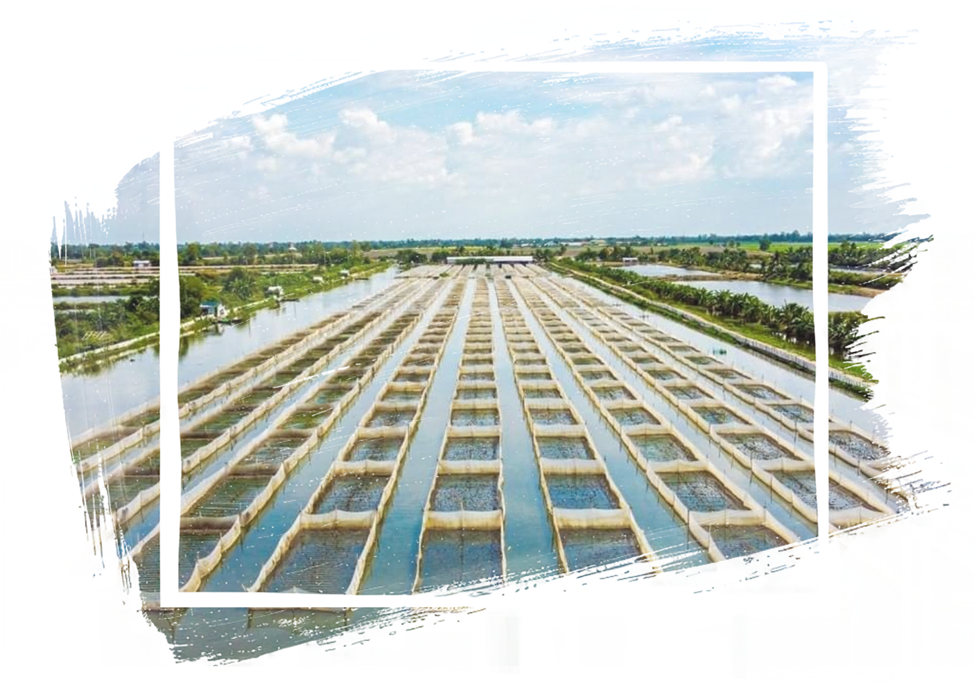 Cá điêu hồng - 18