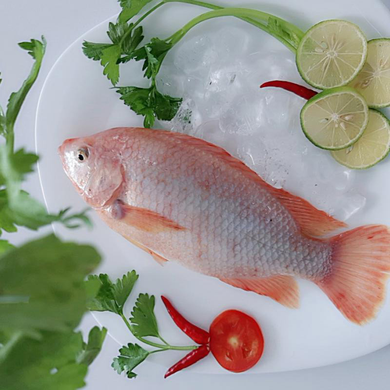 Cá điêu hồng - 21