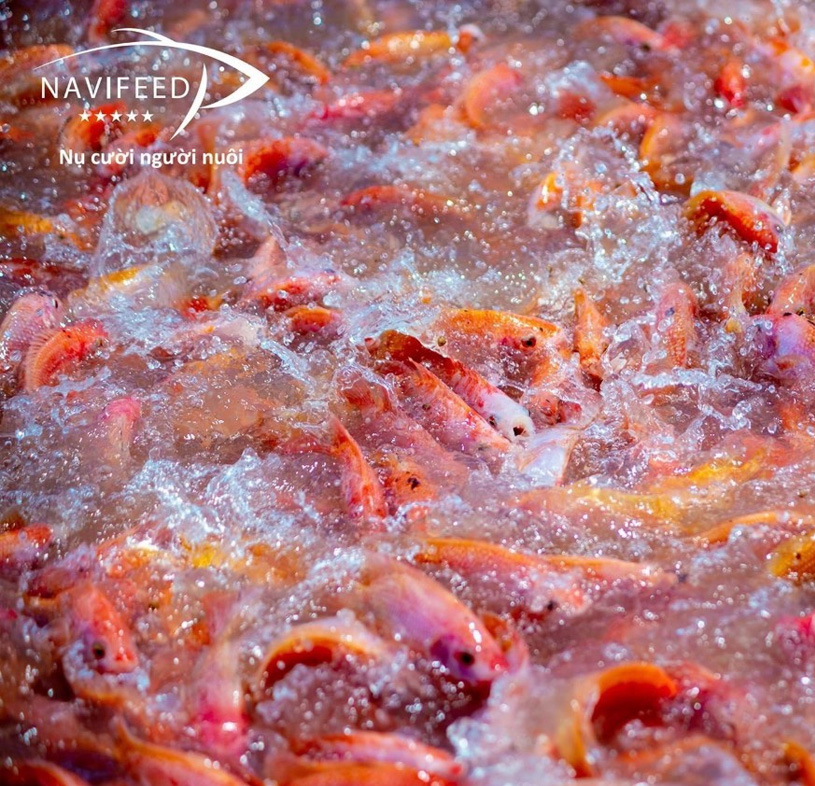 Cá điêu hồng - 16