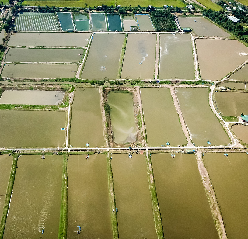 Cá điêu hồng - 17