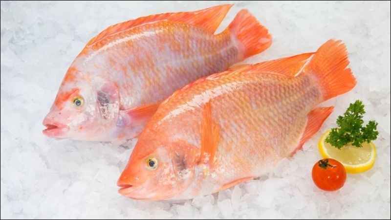 Cá điêu hồng - 20